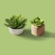 Two potted plants sitting on top of a green table.